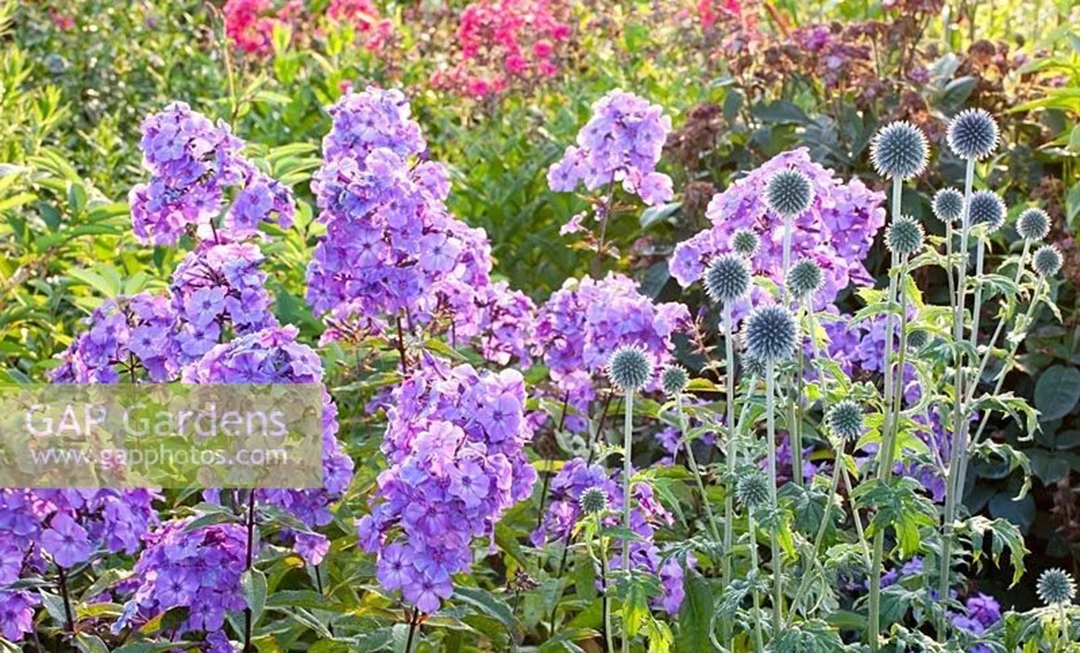 宿根福禄考花期什么时候（夏季里最佳的观花植物）