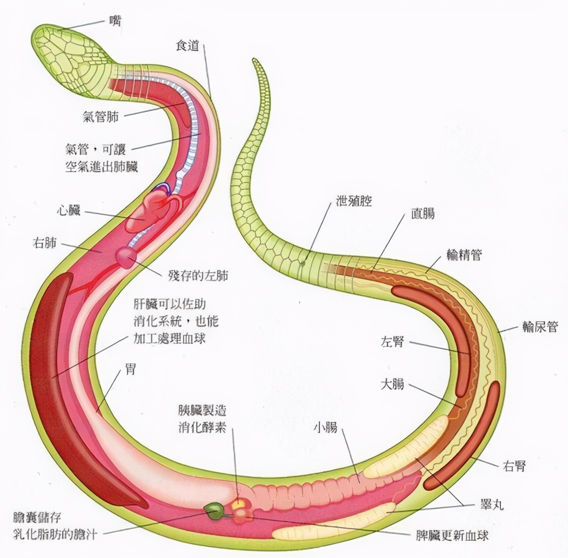 蛇怕雄黄吗 驱蛇最佳办法