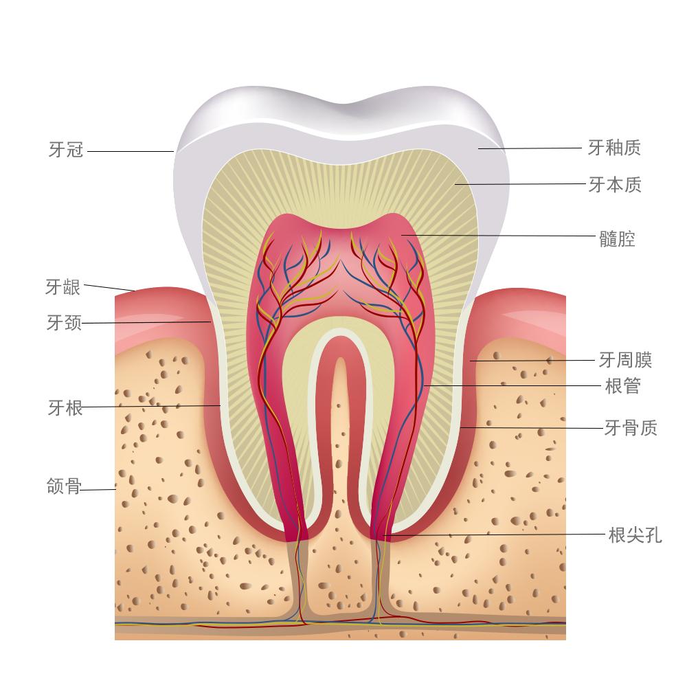 牙齿根管数量图解图片