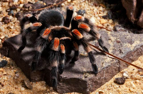 想养只蜘蛛当宠物?首选性格温顺的品种!这6种网店基本都有卖!