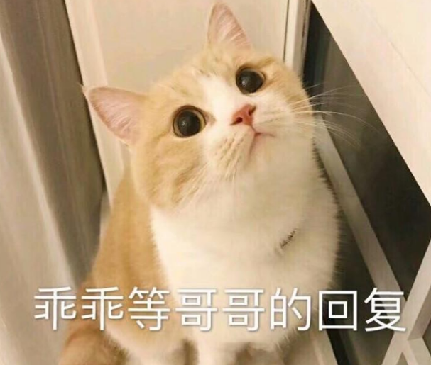 如何给猫咪取个“好名字”？这样取，不用担心重名了