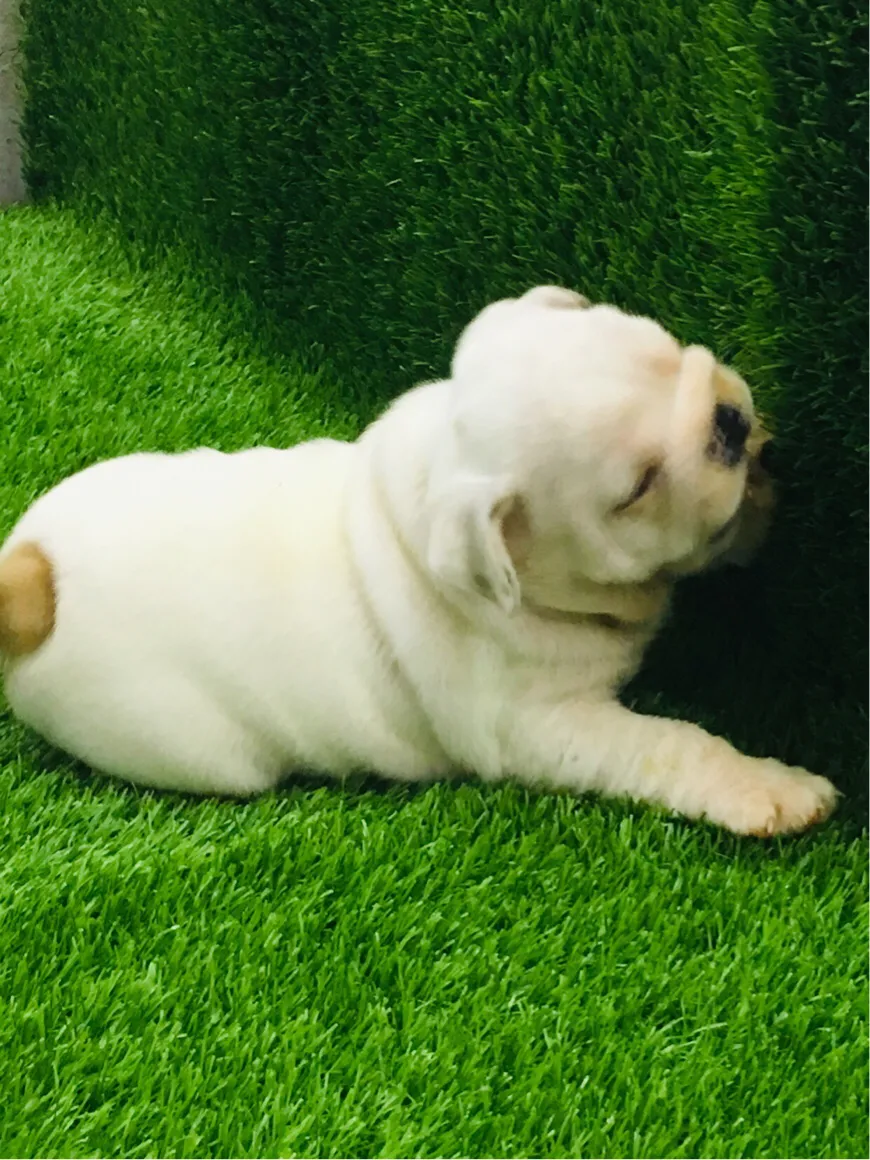 如何训练狗狗(英牛)定点排便