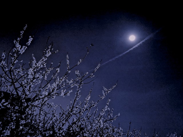 每日一词《摊破浣溪沙》赏析