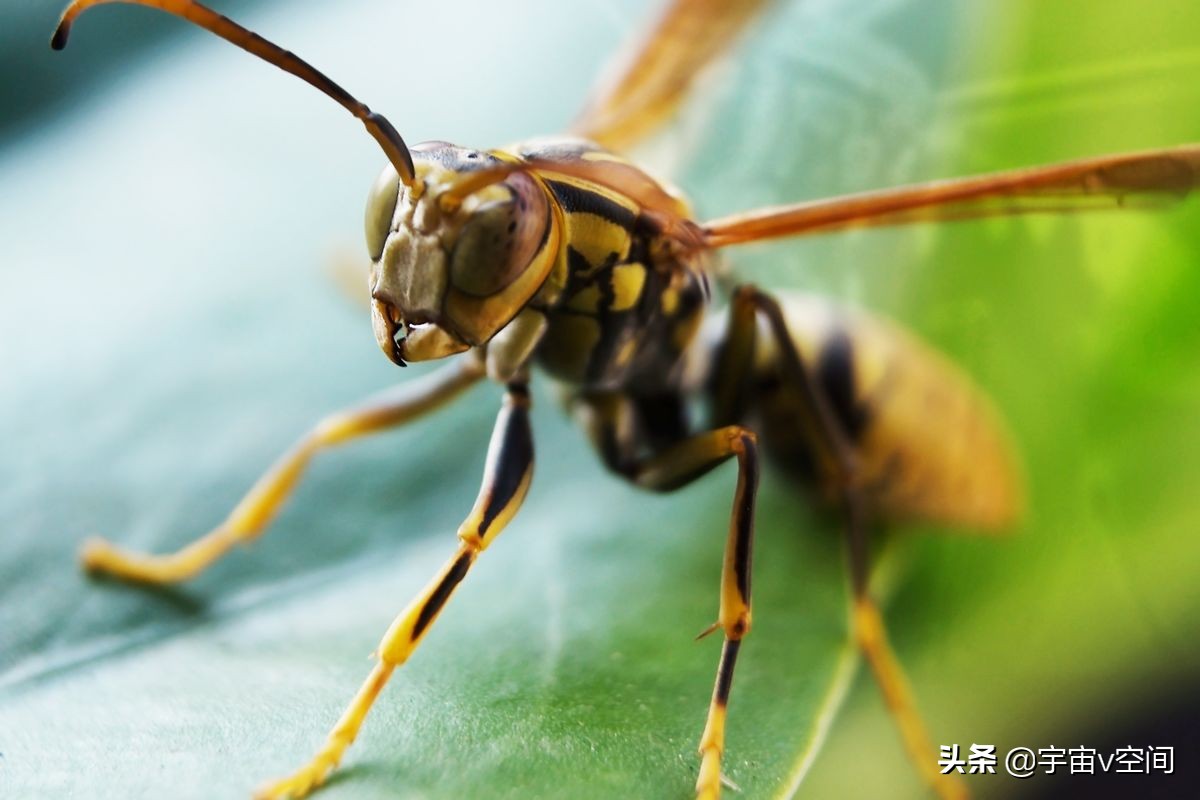 如果在野外突然碰到了马蜂窝，该怎么办？