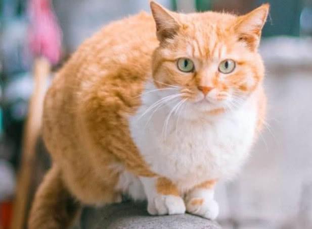 世界上最大的猫，盘点体型最大的7种猫
