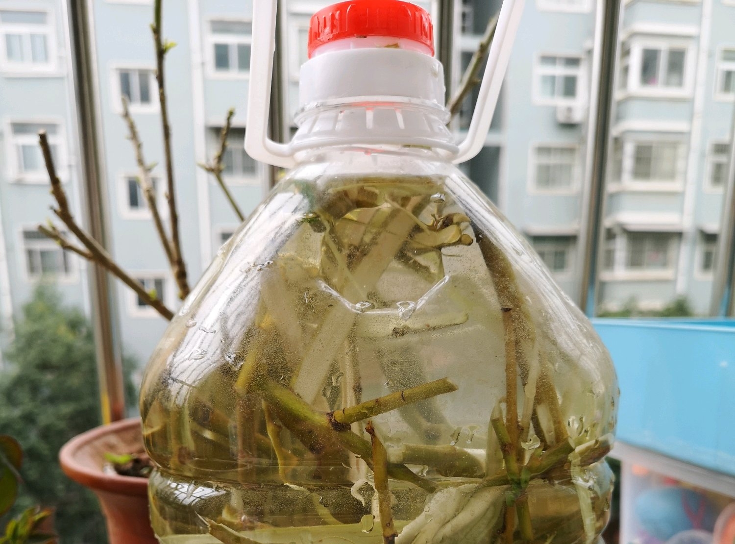 柳树枝条浸泡天然生根粉的过程柳枝浸泡做生根剂