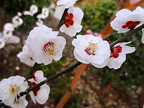 玉蝶梅花的特点（关于玉蝶梅花的图片解析）