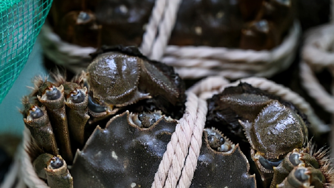 螃蟹味虽美，但这几点注意事项要警惕，很多人都容易做错