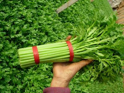 蒿子家族成员众多,很多店家也分不清楚,点的茼蒿甚至会给上一盘藜蒿来