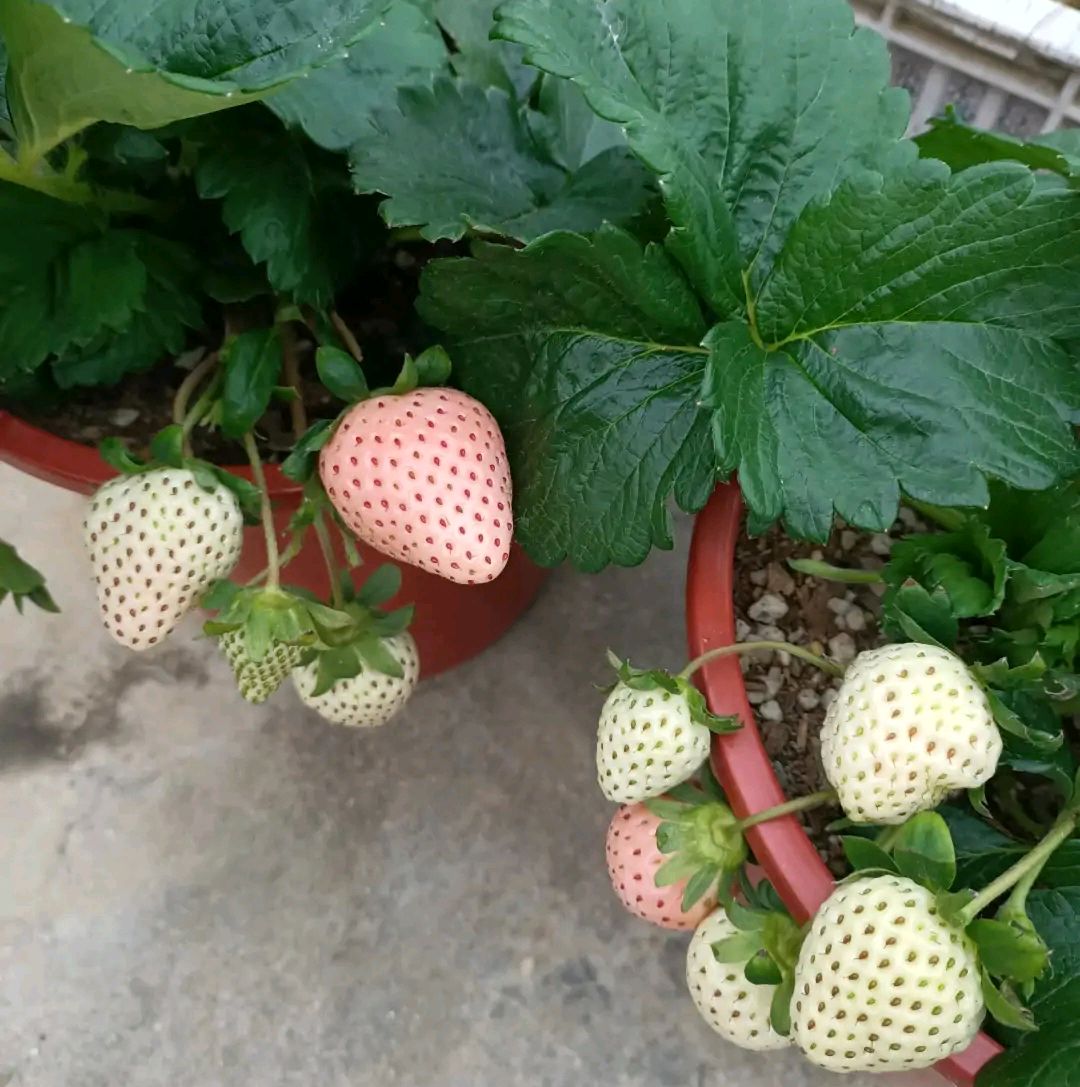 陽臺種植草莓(陽臺種植草莓葉子乾枯)