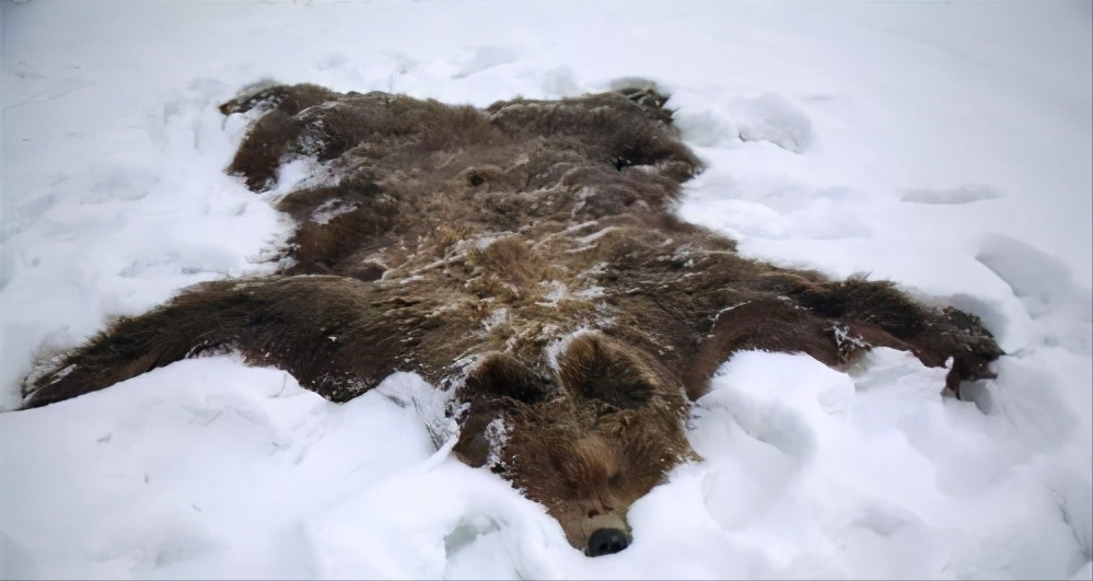 一个神奇的问题：北极熊会冬眠吗？