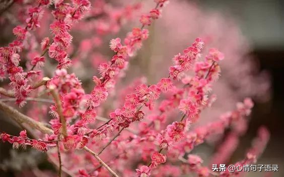 心软的人，最苦