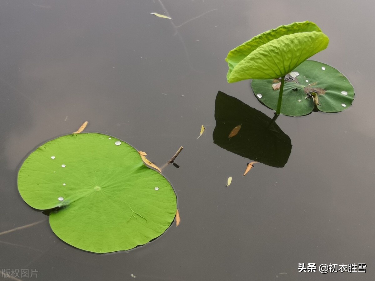 初夏清新荷叶诗词7首赏读：田田八九叶，新荷昨夜生