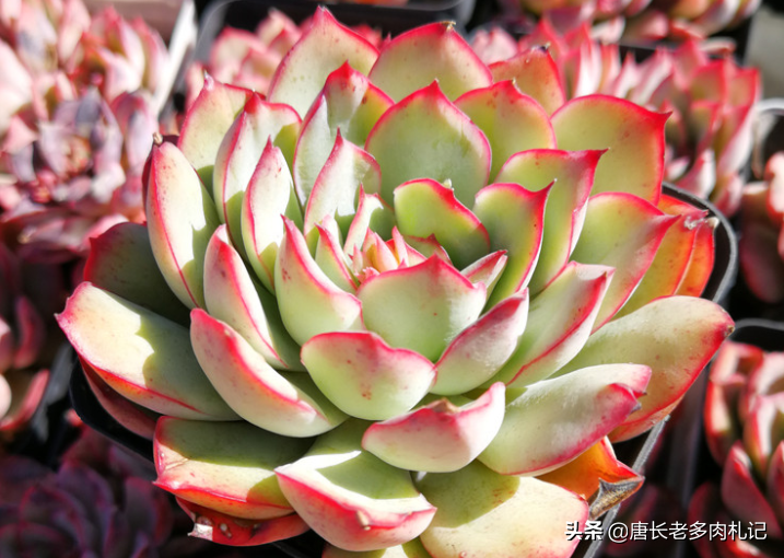 多肉月光女神有颜值又好养,但现在名字都混没了,全靠缀化撑门面