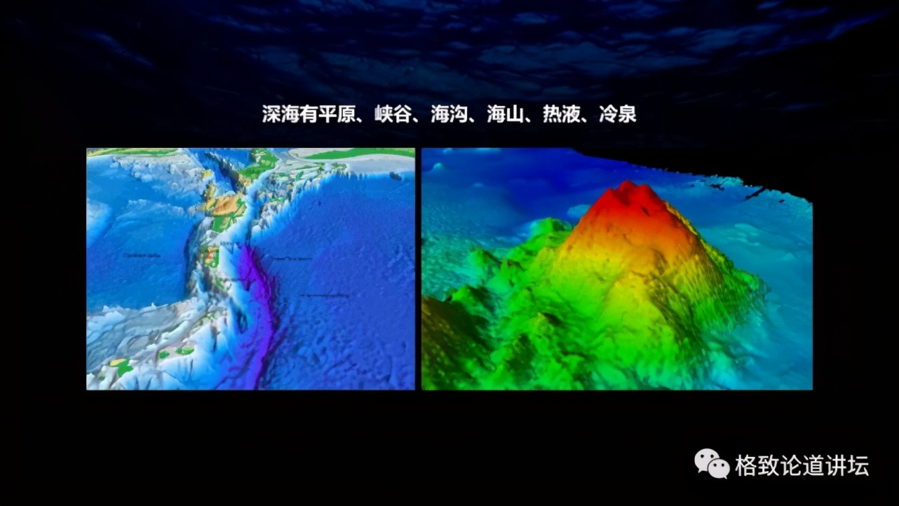 为解决繁衍问题，这个稀有的深海生物开发出了雌雄同体