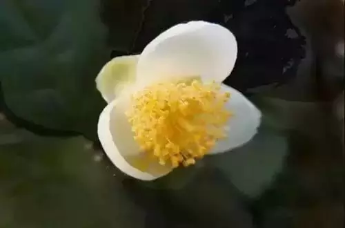 广州市市花是什么（全国56个城市的市花介绍）