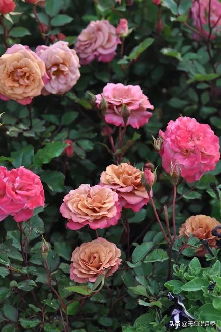 2020世界新品月季大赏，一起来看看都有哪些值得期待的新品种