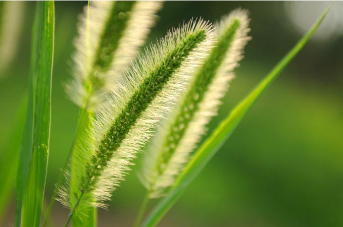 狗尾巴草的花语是什么（花语是偷偷的暗恋着你）-第3张图片