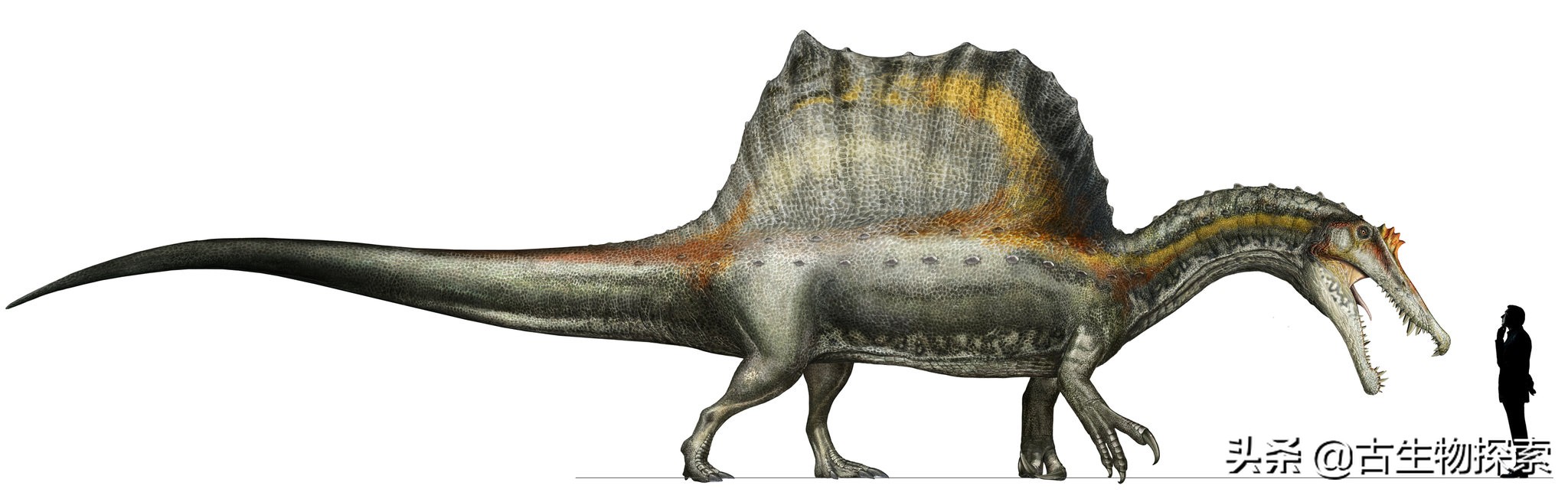 吉龙恐龙百科图片