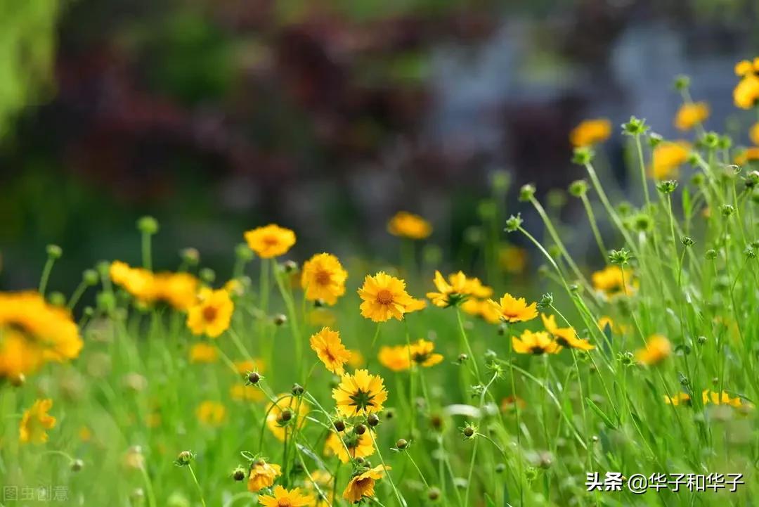 为啥说：婚姻中的“三无”女人，注定不会幸福，但也不会离婚？