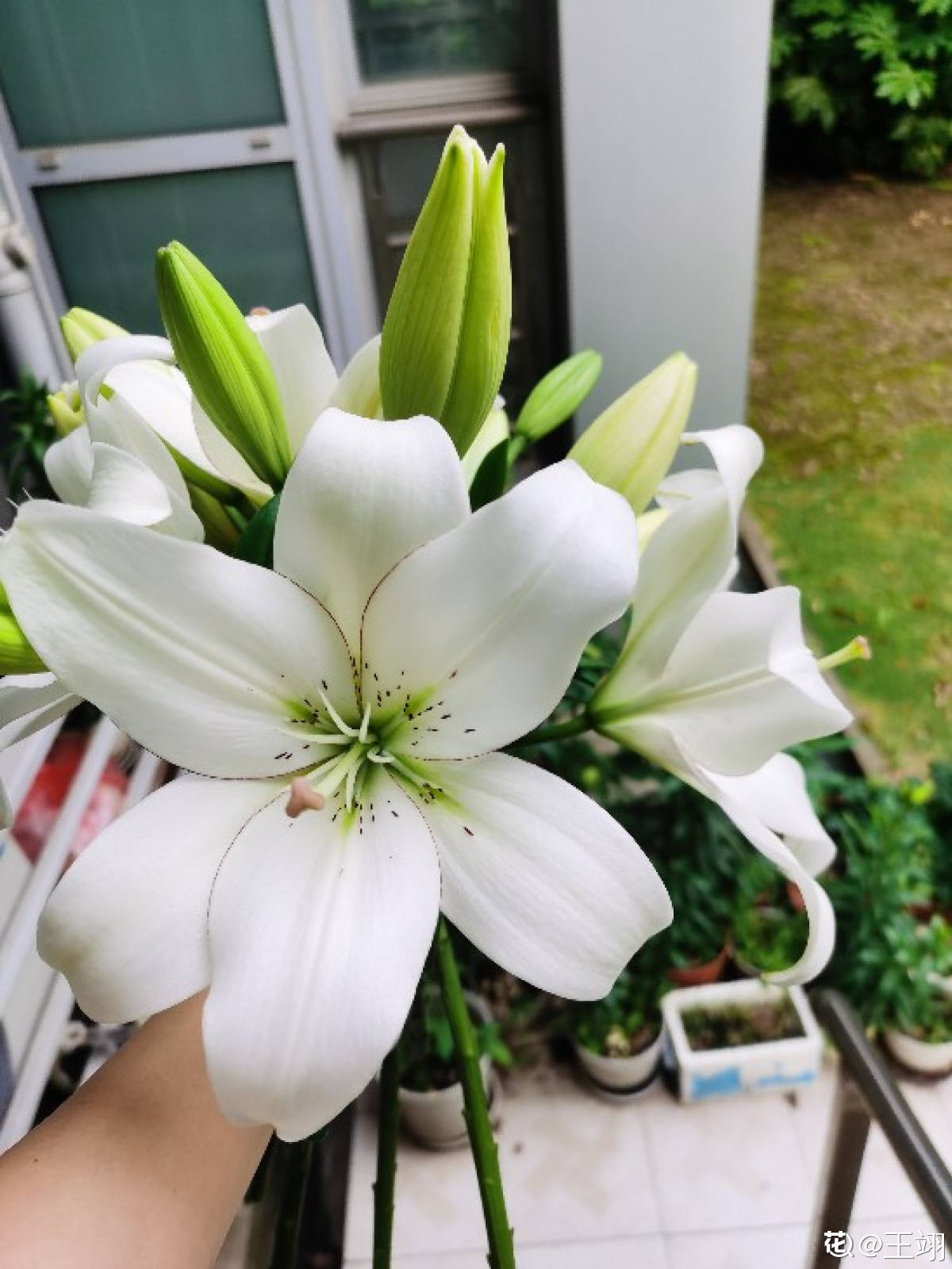 高雅有内涵的花名（8种“儒雅花”文章推荐）