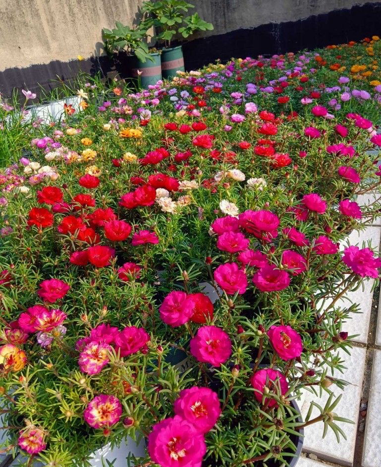 植物花语 扶桑花的花期 _达一风水网