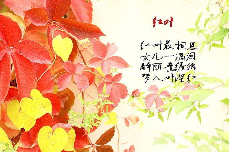 红叶寄相思