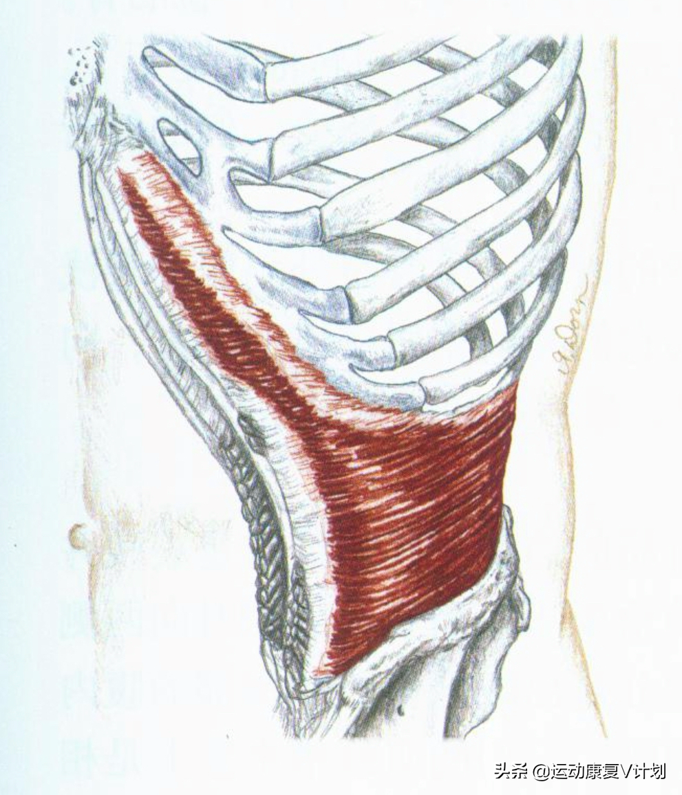 腹肌中间那条线叫什么(腹直肌) - 百百科