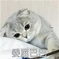 给猫咪看病那么贵,宠物医院做的这些检查项目到底有没有用?
