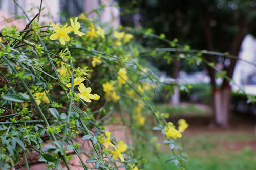 迎春花连翘花区分（迎春花和连翘快速区分方法）