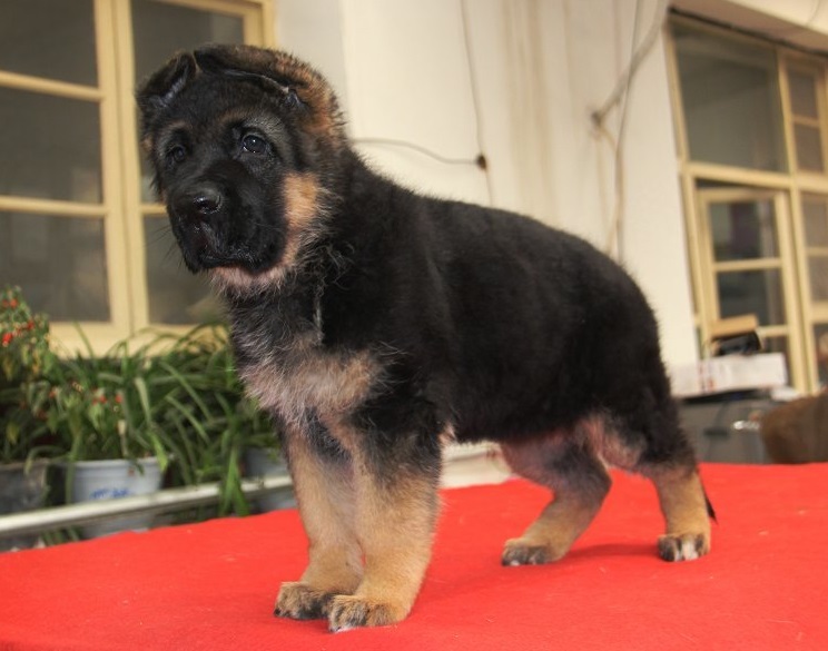 德国牧羊犬怎么训练（训练德牧幼犬时应掌握的三要素）