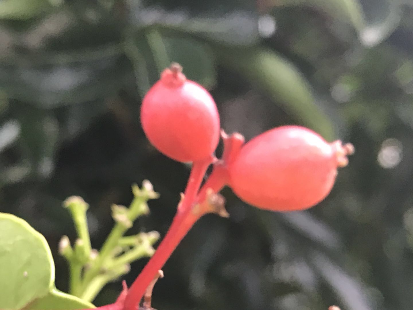 常绿的乔木有哪些(北方城市有了这些常绿植物，冬季依然可见碧绿—赏16种常绿灌木)