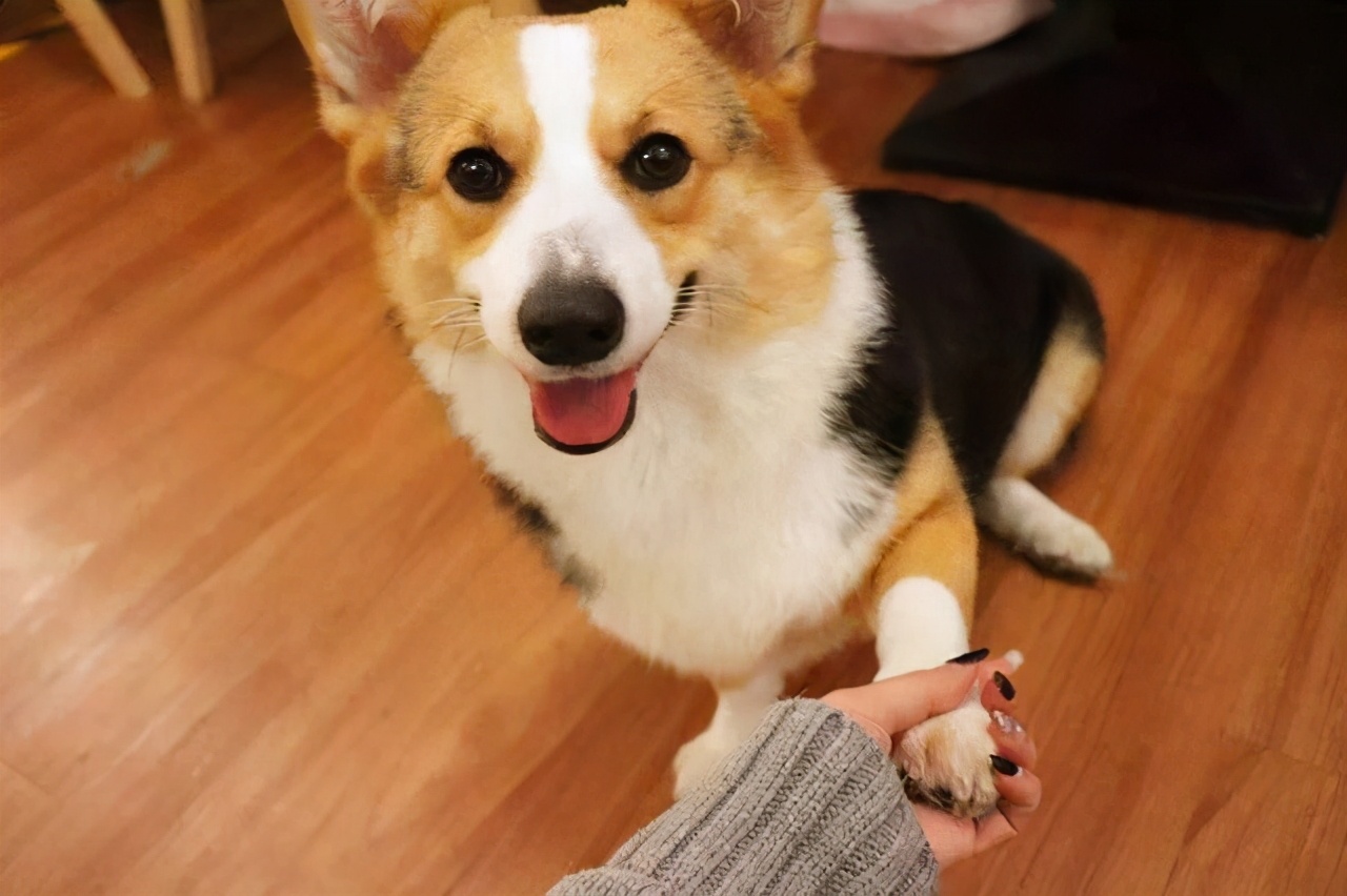 行业人建议：想养宠物犬，劝你选择这10种寿命长的狗狗