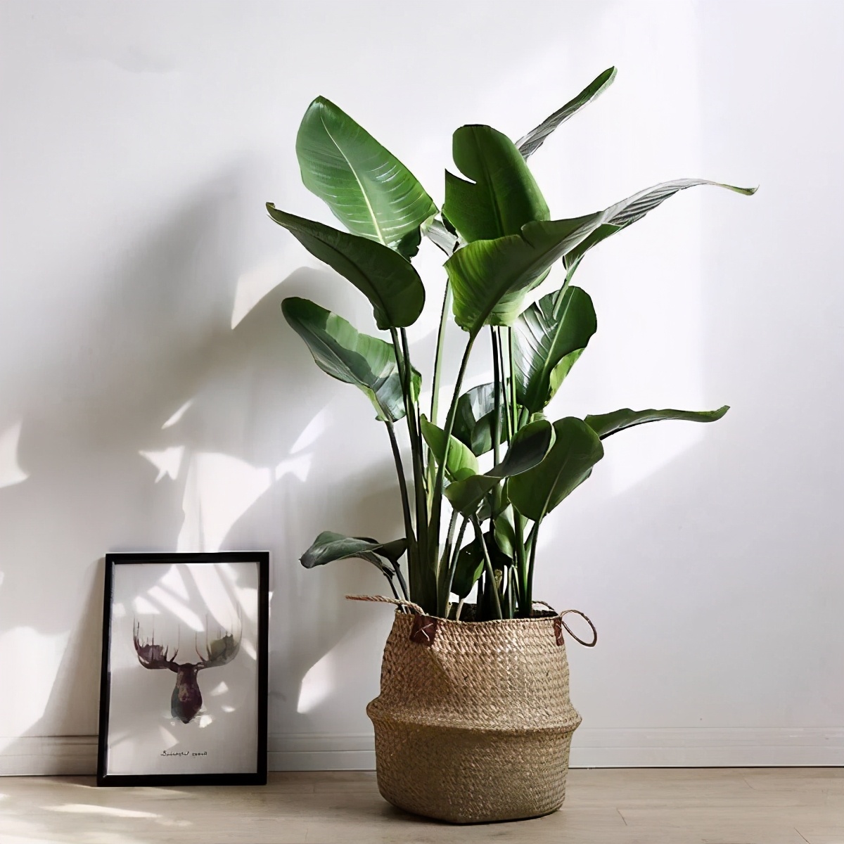 常见50种植物（50种常见的室内盆栽绿化植物）