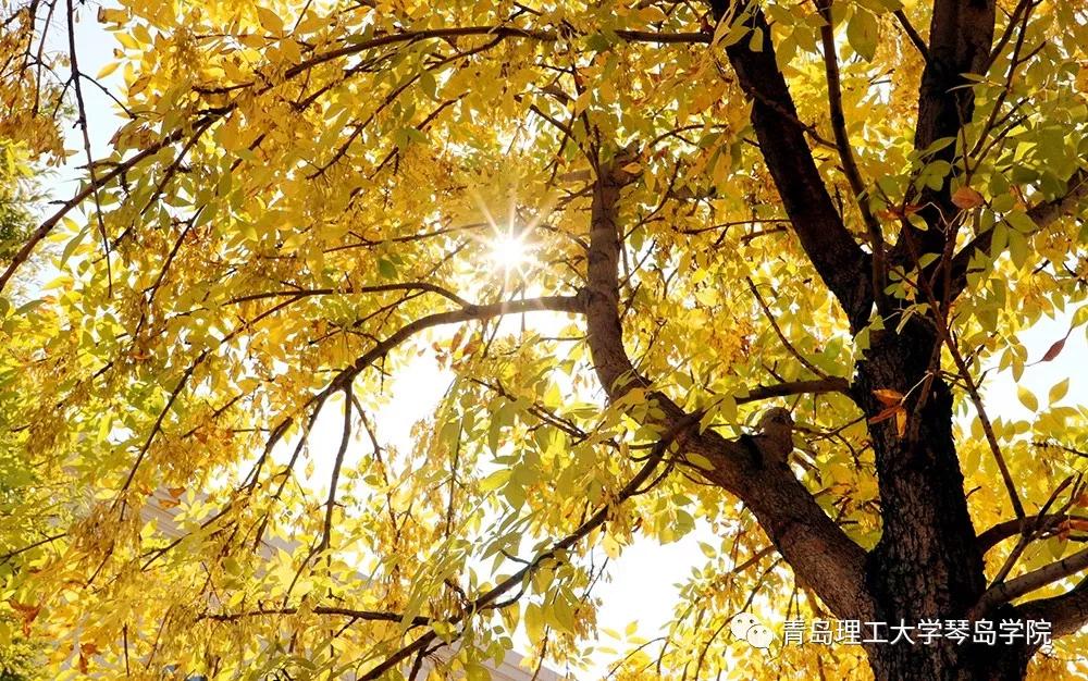 青岛理工大学琴岛学院：我把你画成画，与你平分琴院的秋色