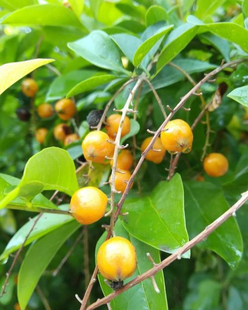 黄叶假连翘图片(揭秘黄叶假连翘的生长特点与养殖方法)