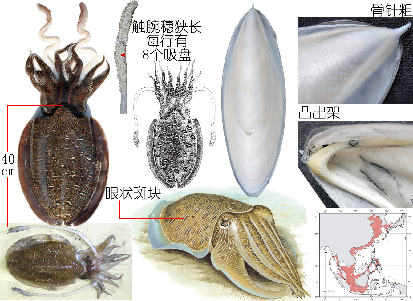 解析海鮮｜明明白白吃肉！墨魚與魷魚到底有什么不同？(下)