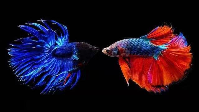 小鱼缸养斗鱼指南：如何照顾孤独的斗鱼