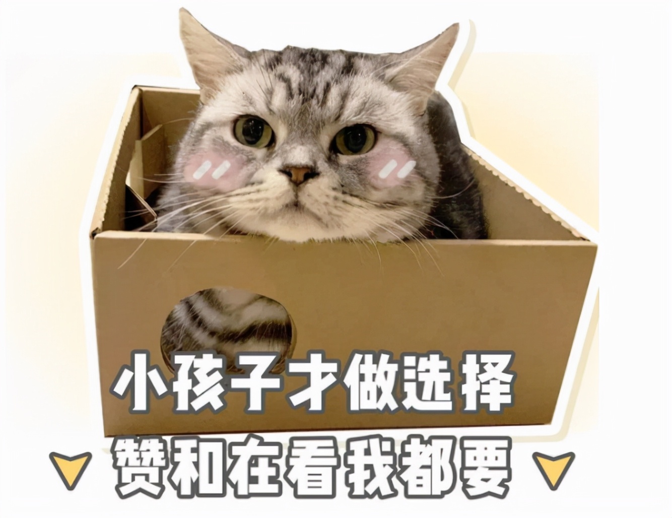 00后眼中的猫咪，是什么样的呢？