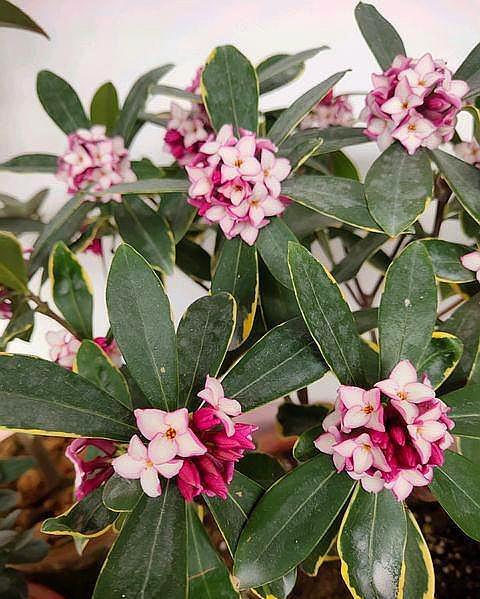 瑞香花怎么养叶子又嫩又绿_瑞香能不能放室内养 什么时候开花