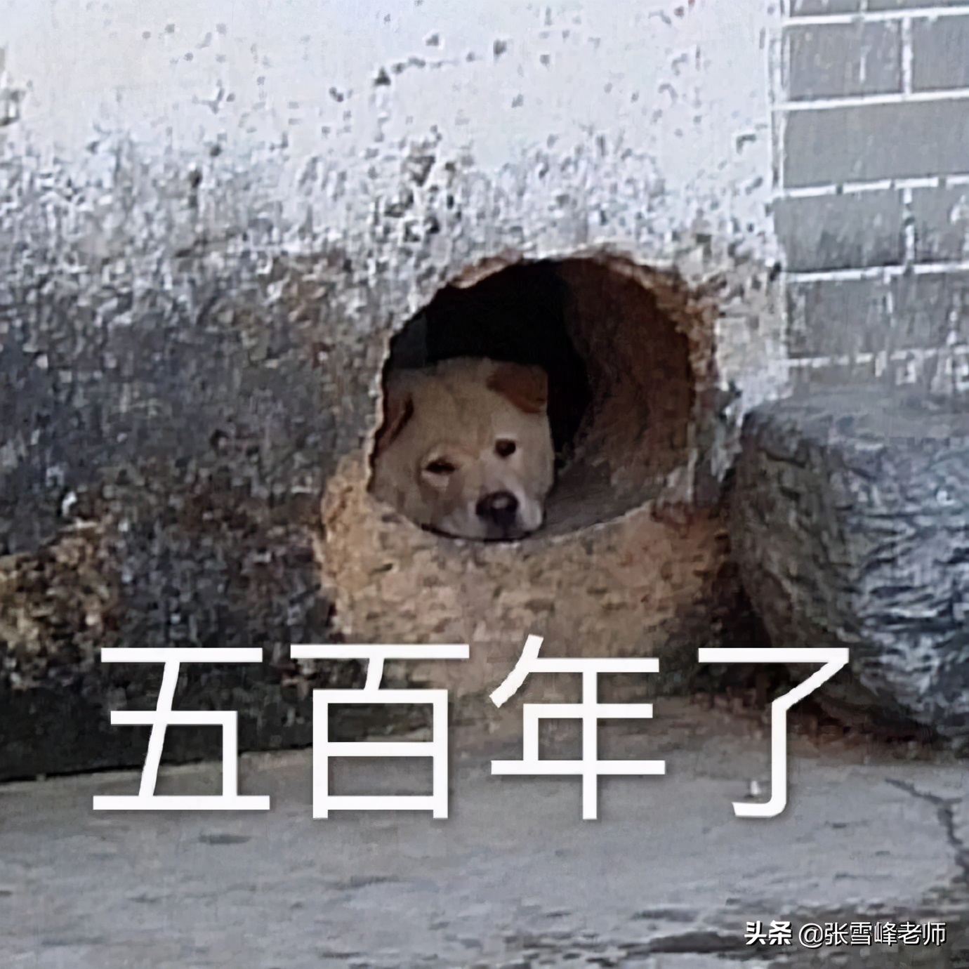 张雪峰老师：盯上这22所院校的22考研党，复试压力瞬间减小