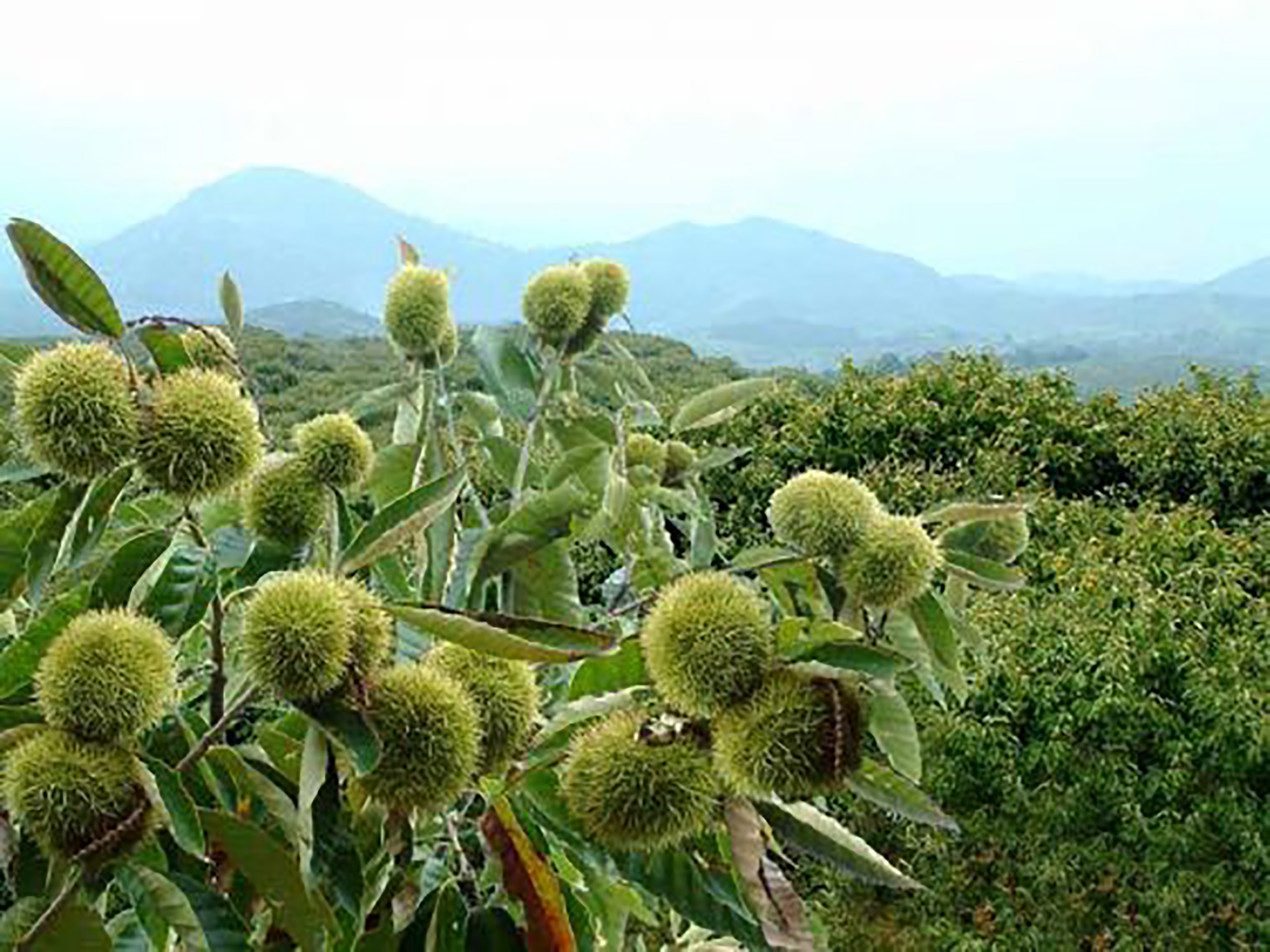 江西鷹潭龍虎山,道教發祥地,悠悠歲月情,香甜板栗果