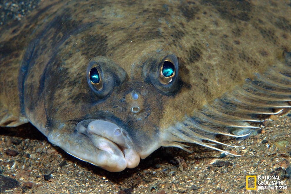 比目魚,比目魚天生雙眼就長在一側(cè)嗎