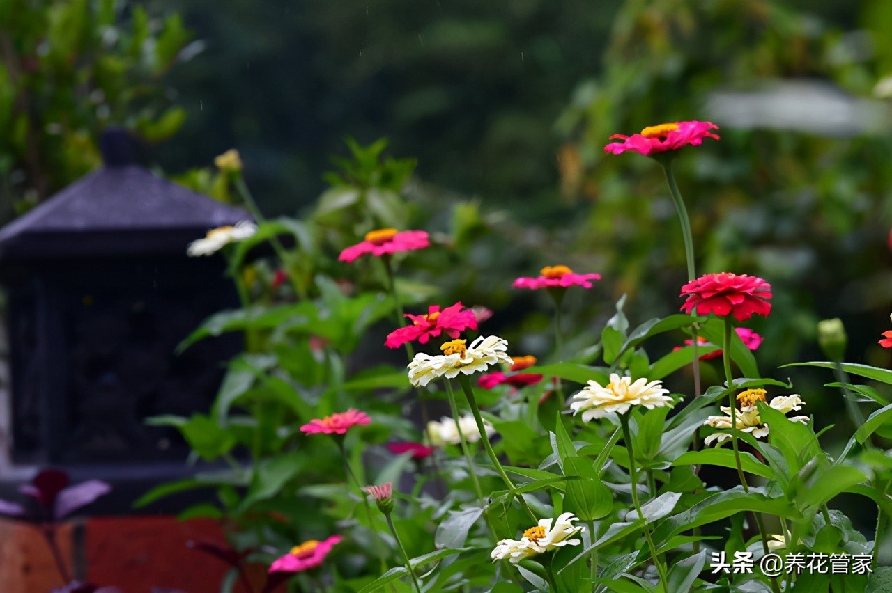 余生愿有个院子，岁月静好，花开花落，落地生根