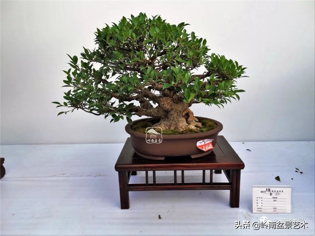 榕樹盆景圖片,榕樹盆景圖片大全欣賞