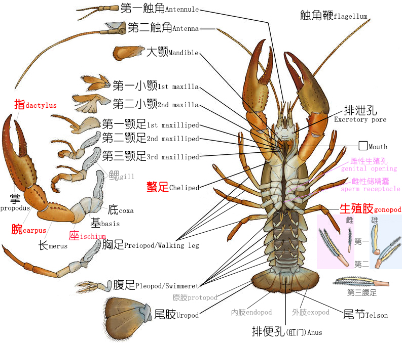 全面正确认识小龙虾