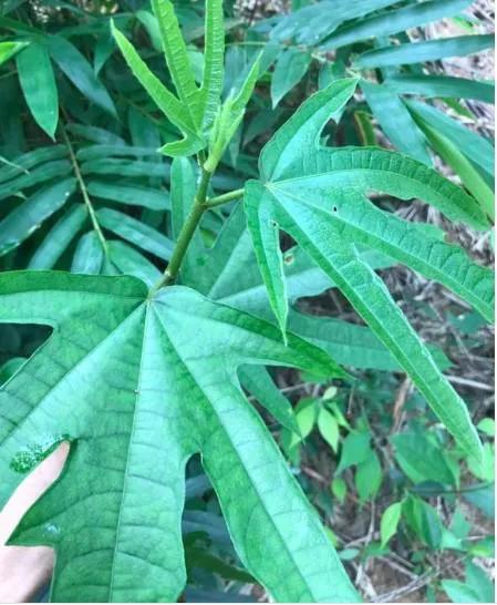 五指毛桃(七指,三指,一指)