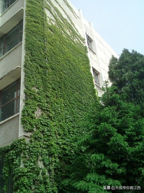 大同医专校园回忆