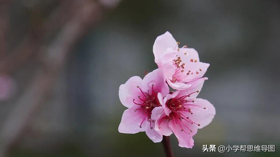 怎么形容桃花的美（关于桃花描写的经典词汇分享）