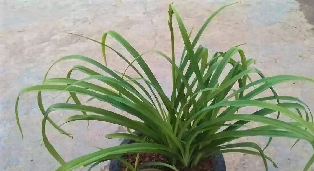 忘憂草就是黃花菜,忘憂草就是黃花菜?